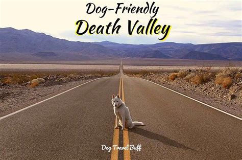 are dogs allowed in death valley national park|leashed pets in death valley.